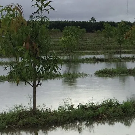 thumbnail for publication: Managing Your Tropical Fruit Grove under Changing Water Table Levels